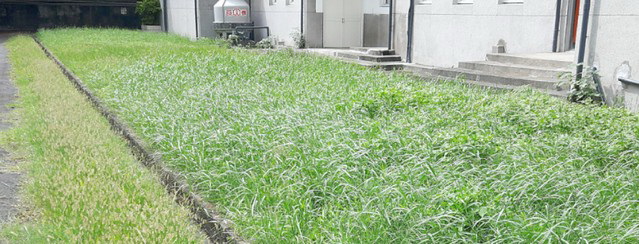 雲林虎尾除草，雲林虎尾割草