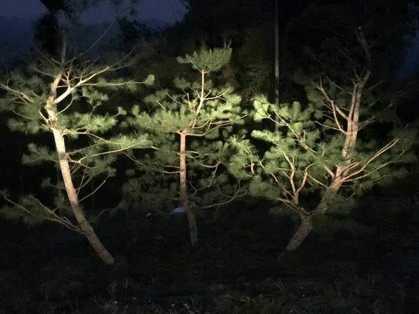 雲林斗六樹木修剪，雲林斗六五葉松修剪