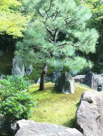 口湖鄉樹木修剪，口湖鄉黑松修剪