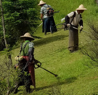 東勢鄉除草整地, 東勢鄉割草