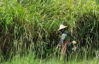 虎尾割草, 虎尾除草整地