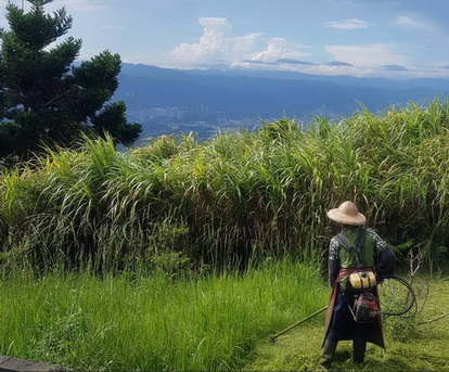 雲林代客割草, 雲林除草