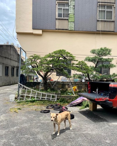 雲林樹木修剪, 雲林五葉松修剪, 雲林五葉松整枝, 雲林五葉松雕塑