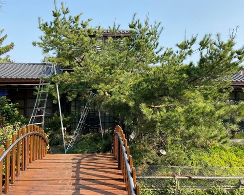 雲林樹木修剪, 雲林五葉松修剪, 雲林五葉松整枝, 雲林五葉松雕塑