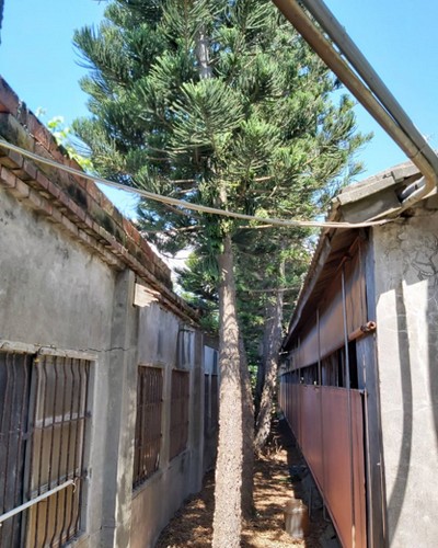 雲林除草整地, 雲林樹林疏伐移植, 雲林整地移樹, 雲林整地除草, 雲林枯葉雜木清除, 雲林大樹移除, 雲林整地雜草清運