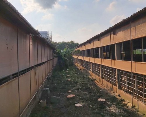 雲林麥寮除草整地, 雲林麥寮樹林疏伐移植, 雲林麥寮整地移樹, 雲林麥寮整地除草, 雲林麥寮枯葉雜木清除, 雲林麥寮大樹移除, 雲林麥寮整地雜草清運