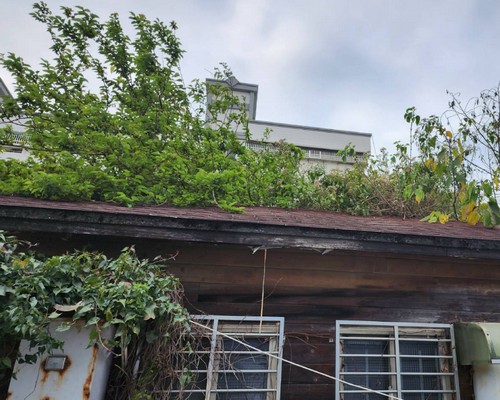 雲林虎尾雜木鋸除, 雲林虎尾景觀維護, 雲林虎尾樹木修剪, 雲林虎尾樹木移除, 雲林虎尾吊車鋸樹作業