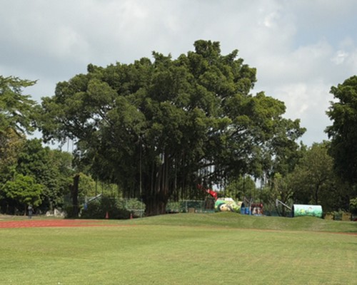 雲林校園樹木修剪, 雲林樹木修剪公司, 莿桐樹木修剪