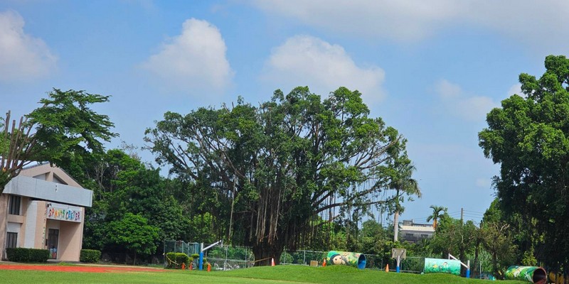 雲林校園樹木修剪, 雲林樹木修剪公司, 莿桐樹木修剪
