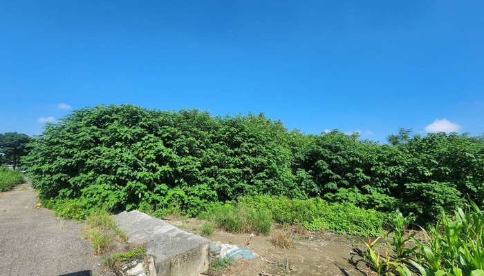 崙背鄉割草, 崙背鄉除草整地