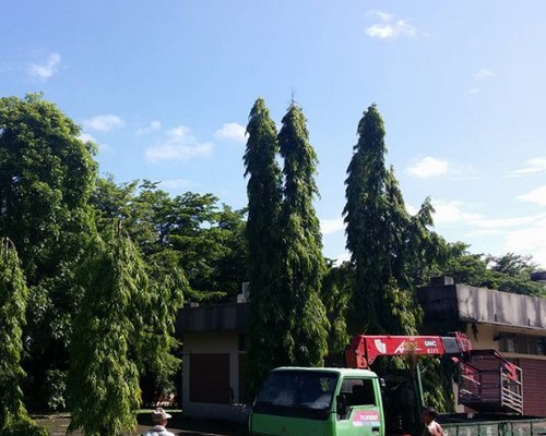 雲林林內鄉鋸樹, 雲林林內鄉樹木伐除