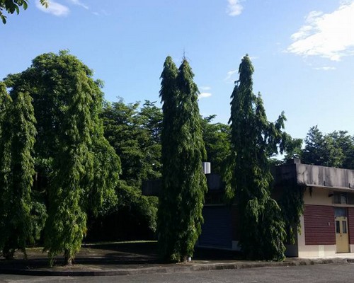 雲林虎尾鋸樹, 雲林虎尾樹木伐除