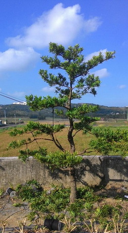 北港樹木修剪，北港松柏修剪