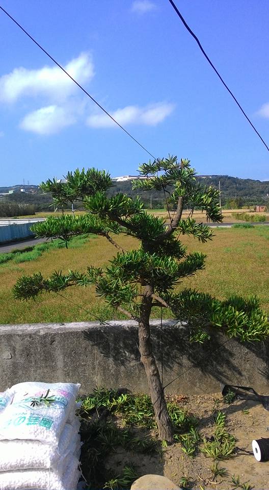 雲林樹木修剪，雲林松柏修剪