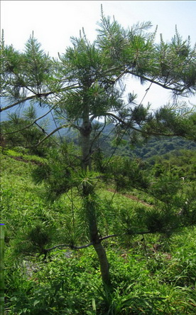 雲林樹木修剪，雲林松柏修剪