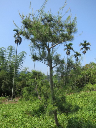 四湖鄉樹木修剪，四湖鄉松柏修剪