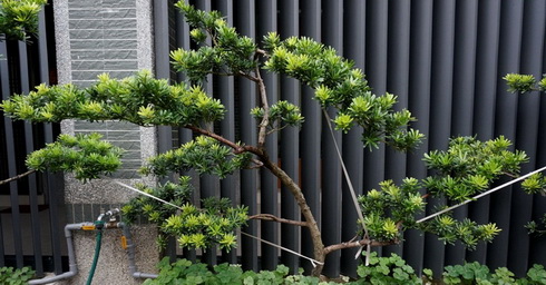 虎尾割草, 虎尾除草